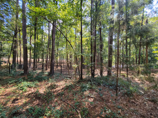 Dinius Park